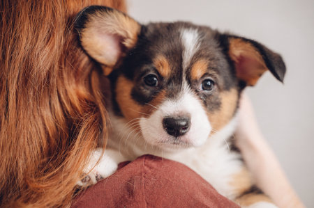 Curious and cute corgi puppy looking at camera, pet love and companionship concept. High qualityの写真素材