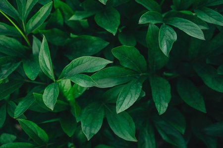 Lush green leaves with rich texture and natural light, symbolizing freshness and vitality. High
