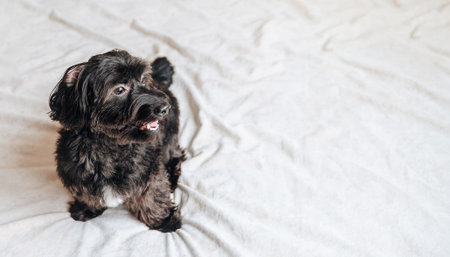 Adorable black dog at home.