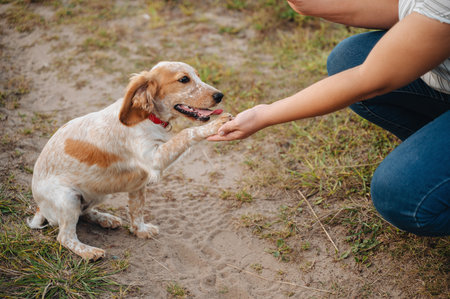 Woman training hunting spaniel in nature.