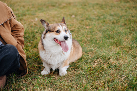 Adorable Pembroke Welsh Corgi with a big smile enjoying a walk on a leash outdoors in a park...