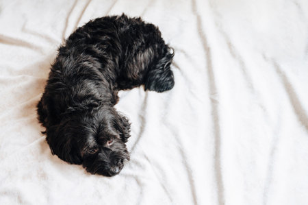 Sad black dog at home waiting for its owner.の写真素材