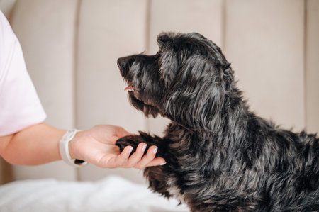 Owner training dog at home, pet care and education.