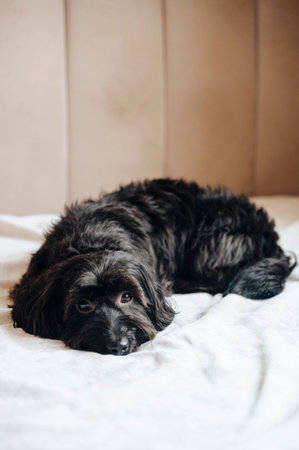 Sad black dog at home waiting for its owner.の写真素材