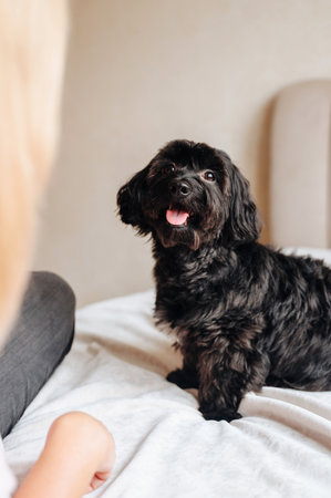 Owner training dog at home, pet care and education.の写真素材