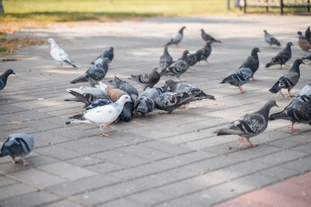 Flock of pigeons on cobblestone pavement in city center, urban wildlife scene.の写真素材