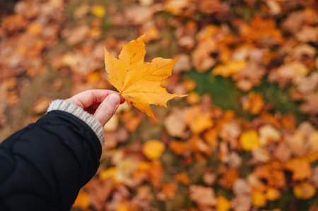 Orange autumn leaves, seasonal atmospheric October background.の写真素材