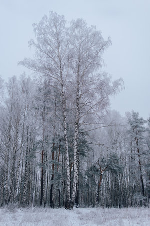 Peaceful and serene winter forest landscape covered in fresh snow and ice, perfect for nature and adventure.の写真素材