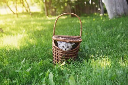 Cute gray fluffy little kitten in a wooden brown basket on a green meadow in the garden on a sunny summer day, place for text 1の写真素材