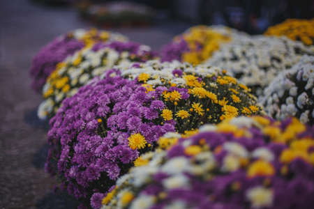 pots with colorful flowers, large outdoor flower beds for sale in the garden center