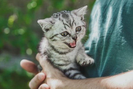 little cute gray kitten in the arms of a man meows close-up