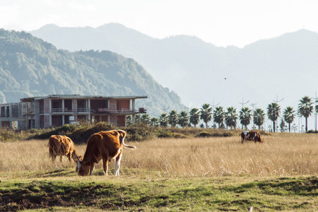 Three cows grazing in a golden field against the backdrop of mountains and palm trees under a clear sky. A serene rural landscape with a touch of contrastの写真素材