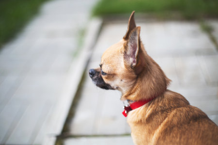 Small brown dog with red collar sitting on outdoor pavement, looking to the side in daylight, shallow depth of field with soft background, concept pets, loyalty, outdoor lifeの写真素材