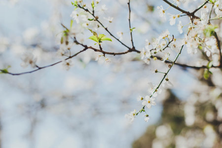 Delicate white blossoms on tree branches in soft focus against a bright blue sky, symbolizing the freshness and beauty of springtime, concept of renewal and natural harmony, copyspaceの写真素材