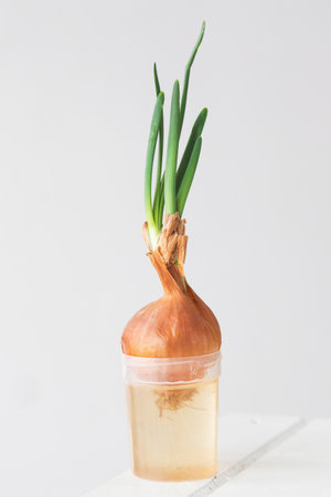Sprouting onion placed in a plastic cup with water, green shoots growing upward, concept of gardening and sustainable living on white background, verticalの写真素材