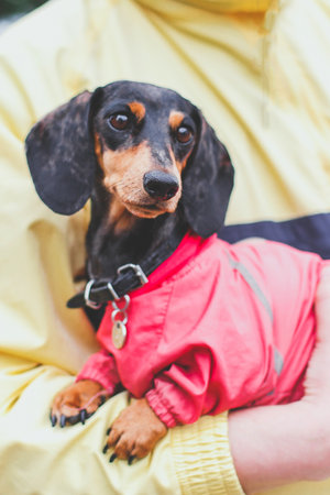Vertical close-up portrait of black dapple dachshund dog in pink jacket cuddling in owner's arms outdoors, concept of pets, love and trustの写真素材