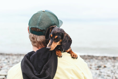 Horizontal portrait of black dapple dachshund dog resting on owner's shoulder by the sea on a cloudy...