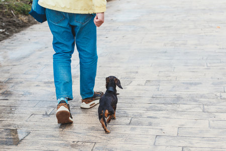 Horizontal back view of person walking with black dapple dachshund dog on city pavement, casual outdoor stroll on a chilly day, concept of pets and lifestyleの写真素材