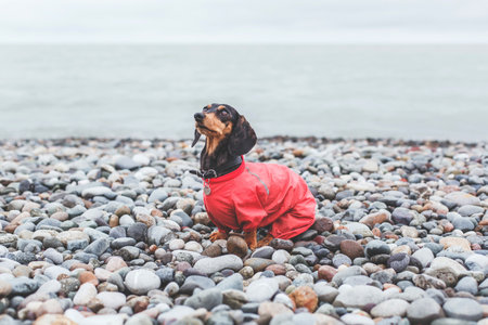 Horizontal portrait of black dapple dachshund dog in red jacket sitting on pebble beach against sea...