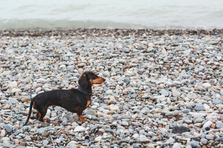 Horizontal portrait of black dapple dachshund dog standing on pebble beach by the sea on a cloudy...