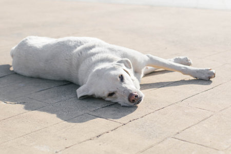 White stray dog lying on a sunlit pavement, resting peacefully in the warm afternoon light. The soft...