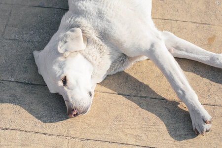 White stray dog lying on a sunlit pavement, resting in the warmth of the afternoon. Its relaxed...