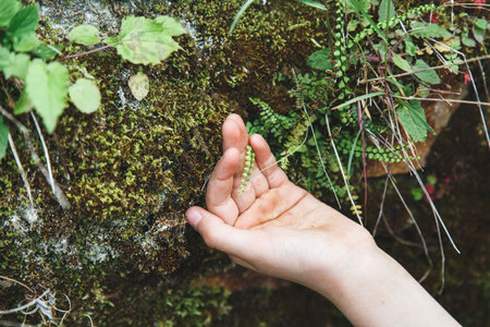 A child's hand gently touches a small fern leaf growing from a moss-covered rock wall, capturing a moment of connection with nature.の写真素材