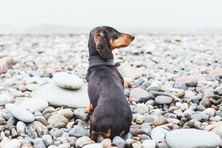 dachshund with a black collar sitting on a pebble beach and looking towards the sea on a cloudy day.