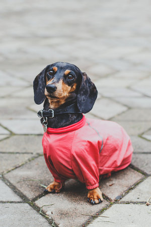 Charming black dapple dachshund wearing red jacket sitting on city pavement, looking tender and...