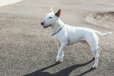 White bull terrier dog standing on asphalt in sunlight with alert expression and muscular posture.の写真素材