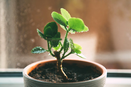 Small green plant in a pot with water droplets on its leaves, placed on a windowsill with soft natural light. The background is blurred, creating a warm and cozy atmosphere, macro photoの写真素材