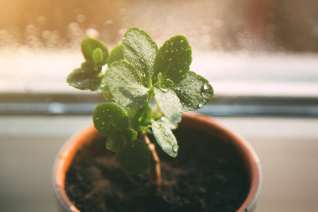 Small green plant in a pot with water droplets on its leaves, placed on a windowsill. Warm sunlight filters through the window, creating a soft and natural atmosphereの写真素材
