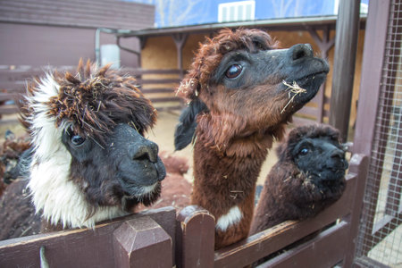 Three alpacas standing behind a wooden fence at a farm, looking curiously at the camera. Their fluffy fur is covered in bits of hay, creating a rustic and charming sceneの写真素材