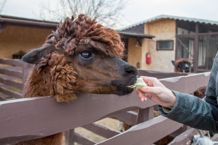 close-up portrait of a brown alpaca llama in a corral and a hand with a leaf of cabbage that feeds herの写真素材
