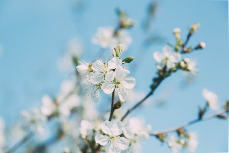 close up clear blue spring sky and spring white flowers blooming cherry or apple tree, spring conceptの写真素材