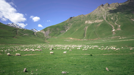 Large herd of sheep grazing on a lush green meadow in the Caucasus Mountains of Georgia under a bright blue sky, nature concept.の写真素材