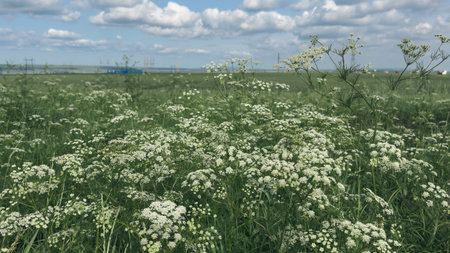 Field of blooming white wildflowers in lush green meadow under a partly cloudy sky, symbolizing...