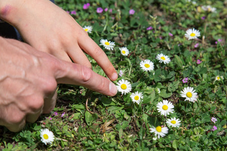 Close-up of adult and child hands pointing at daisies in green grass on a sunny day, concept of learning in nature, theme of childhood, connection, curiosityの写真素材