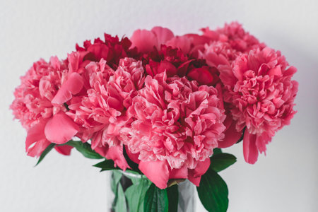 Bouquet of blooming pink and red peonies in a glass vase on white background, concept of celebration, floral beauty and romantic moodの写真素材