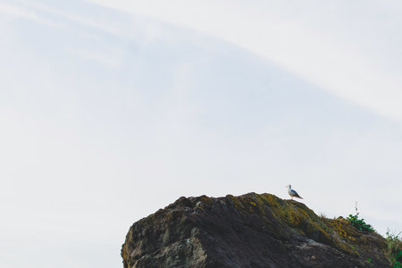 Seagull standing on mossy rocky cliff under pale sky, minimalistic coastal landscape with solitude atmosphere, concept of freedom and nature, copyspaceの写真素材