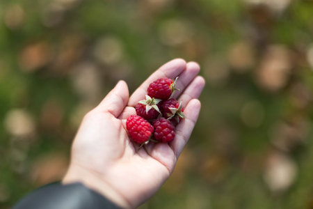 Handful of ripe red raspberries held in palm with soft blurred background of autumn grass and bokeh...