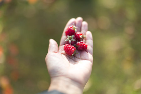 Close-up of a hand holding freshly picked ripe raspberries with blurred natural green background in...