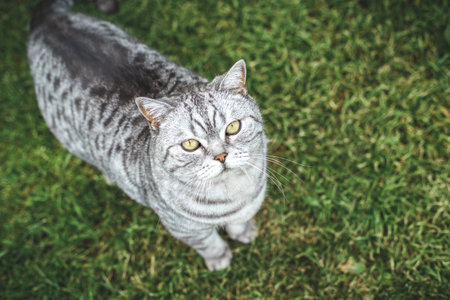 Gray British Shorthair cat with striped fur and yellow eyes standing on green grass, looking up with...