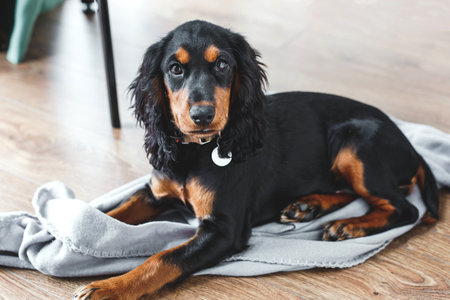 Cute Russian hunting spaniel puppy with shiny black and tan fur lying on a soft gray blanket on a wooden floor, looking calmly at the camera, concept of pet care, comfort, and loyaltyの写真素材
