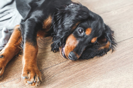 Playful hunting spaniel puppy with black and tan fur lying on wooden floor, looking happy and relaxed, concept of pet care, home comfort, and loyal companionshipの写真素材