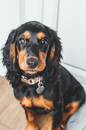 Vertical portrait of a Russian hunting spaniel puppy with black and tan fur sitting indoors, looking directly at the camera, concept of pet care, loyalty, and domestic comfortの写真素材