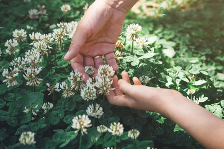 Hands gently touching white clover flowers in green meadow under sunlight, symbol of care, tenderness, connection with nature, ecology and mindfulnessの写真素材
