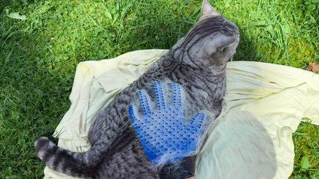 Gray striped cat lying on a blanket outdoors during grooming with a blue brush glove covered in fur, representing pet care, cleanliness, and relaxed domestic atmosphere conceptの写真素材