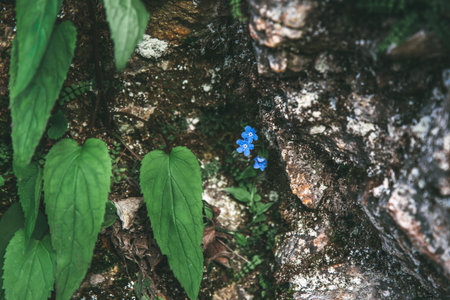 Small blue wildflower growing between stones and green leaves in natural rocky environment, symbol of fragility, life, and nature s resilience in wilderness and macro photography conceptの写真素材