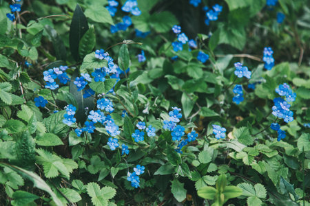Field of small blue wildflowers surrounded by green leaves in natural forest environment,...